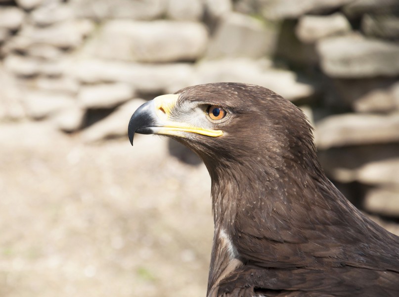 Степной орел в зоопарке Ростова-на-Дону