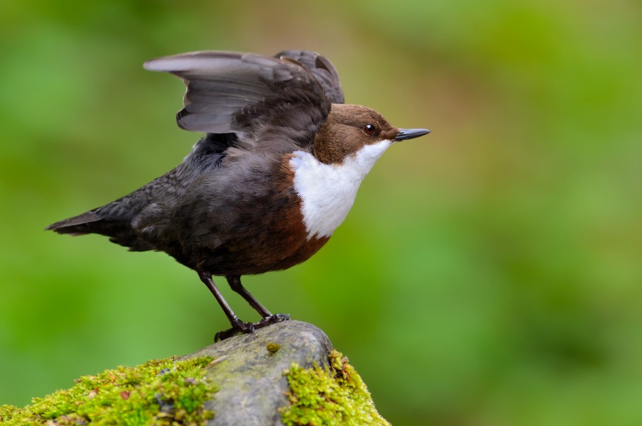 Пронурок (Cinclus cinclus) недалеко від гнізда