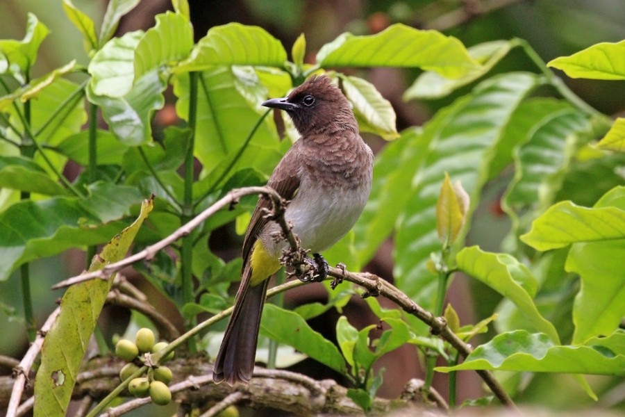 Dark-capped Bulbul (Pycnonotus tricolor tricolor)