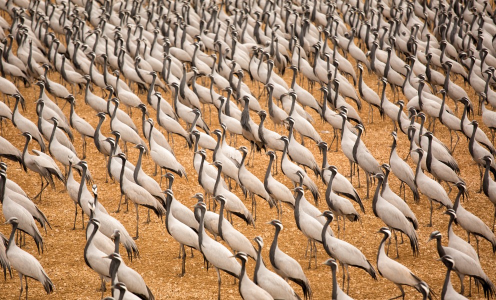 Demoiselle cranes in Khichan near Bikaner (Rajasthan)