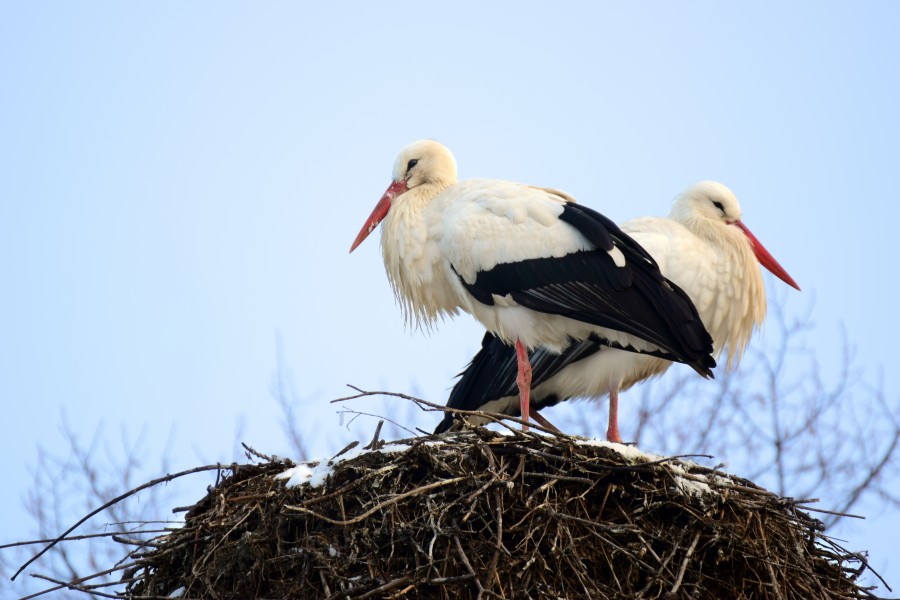 Deux cigognes nid