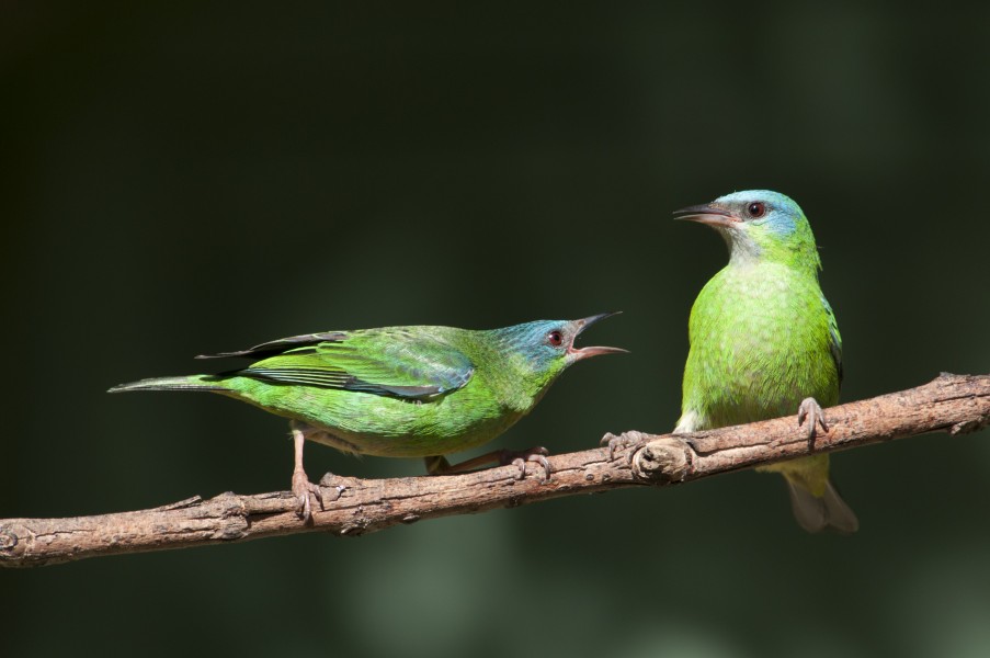 Disputa de galho entre duas fêmeas de Saí-azul - Dacnis cayana