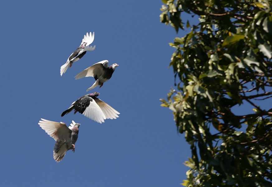 Domestic Pigeon Flock Tree