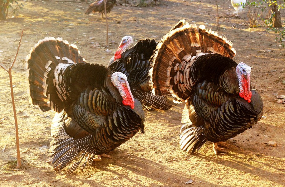 Domesticated turkey