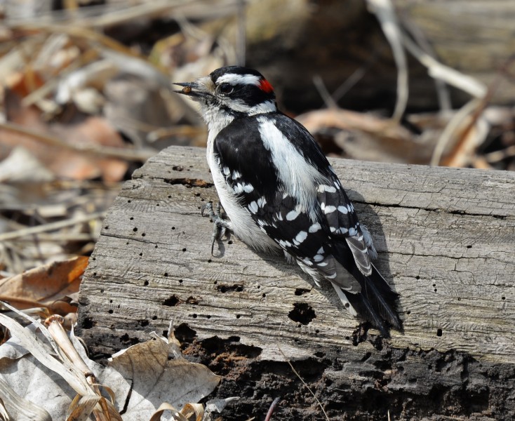 Downy woodpecker James Gardens