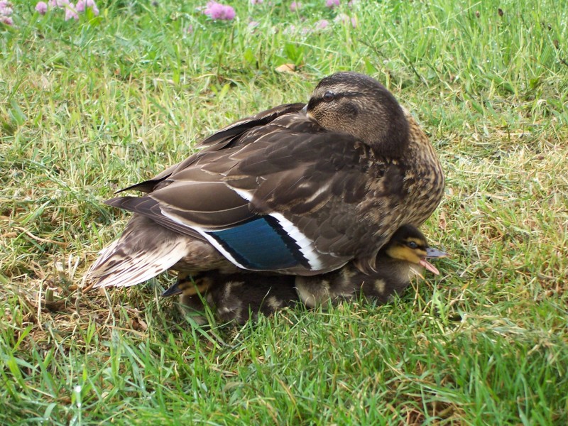 Ducks 09
