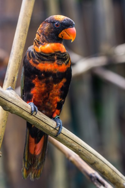 Dusky lory (Pseudeos fuscata), Gembira Loka Zoo, Yogyakarta, 2015-03-15 01