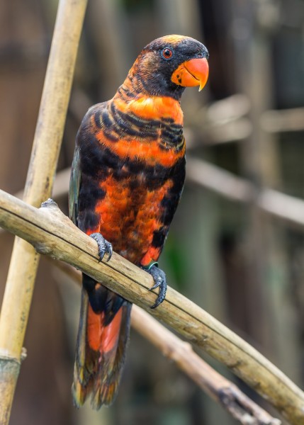 Dusky lory (Pseudeos fuscata), Gembira Loka Zoo, Yogyakarta, 2015-03-15 02
