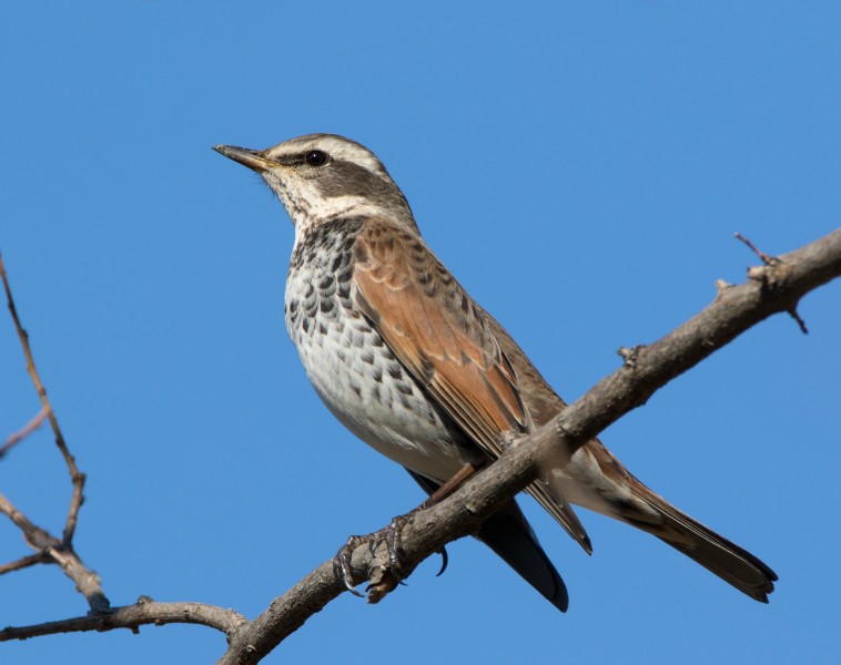 Dusky thrush in Sakai, Osaka, February 2016