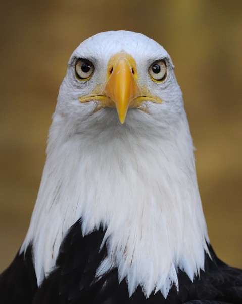 Eagle Haliaeetus leucocephalus Binocular