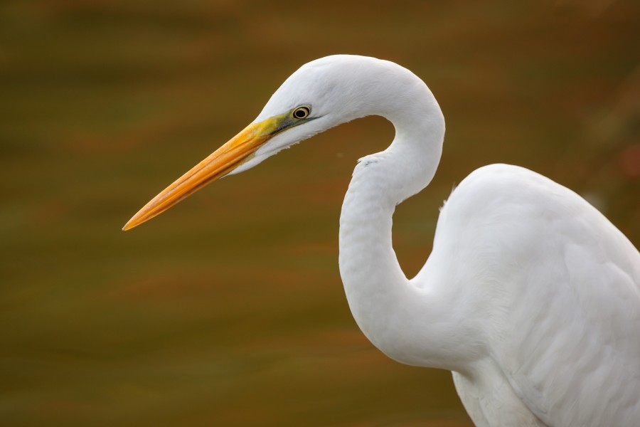 Eastern great egret (Close-up of the head area) at Tennōji Park in Osaka, November 2016 - 1410
