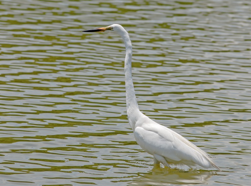 Eastern great egret, Nagai Park, Osaka