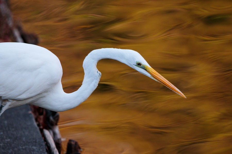 Eastern great egret aiming the fish at Tennōji Park in Osaka, December 2016 - 999