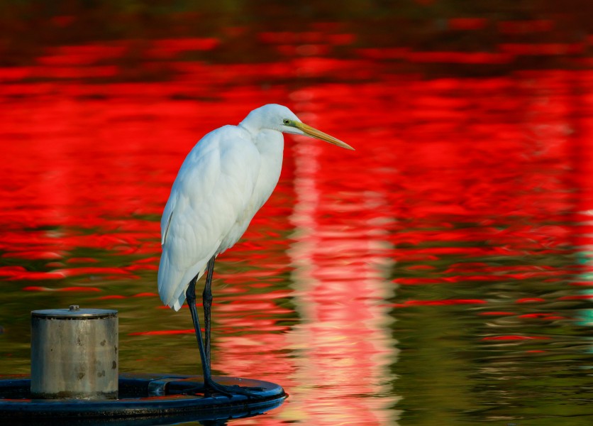 Eastern great egret at Tennōji Park in Osaka, December 2016 - 318