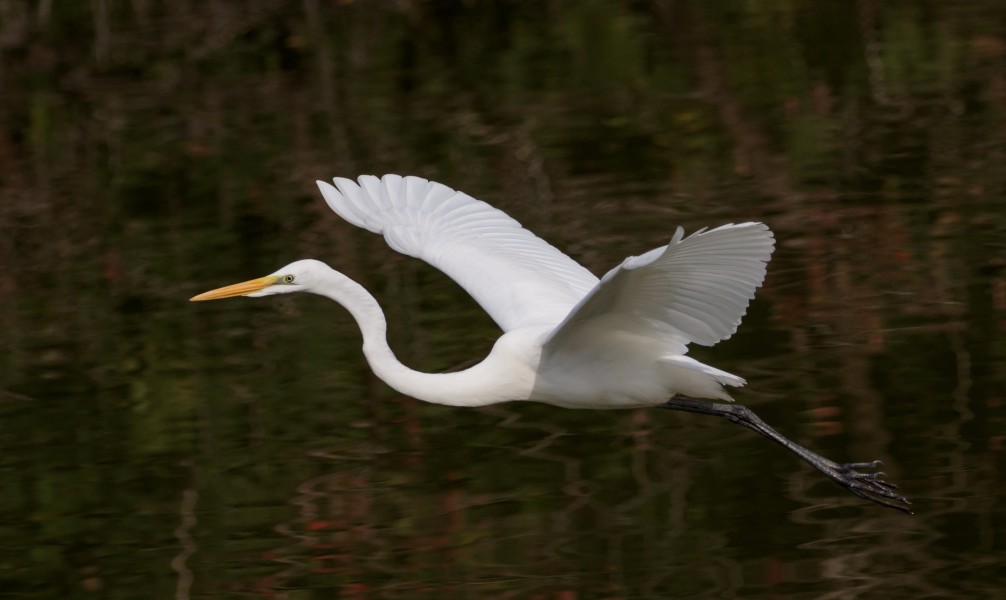 Eastern great egret in flight at Tennōji Park in Osaka, November 2016 - 1477