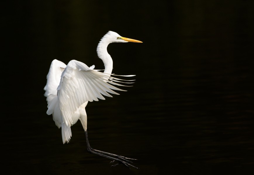 Eastern great egret landing at Tennōji Park in Osaka, November 2016 - 066