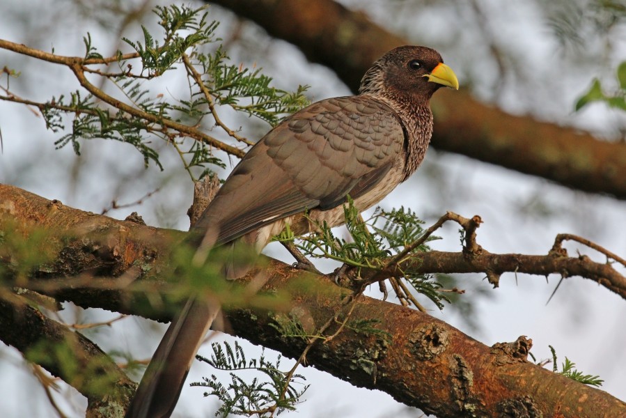 Eastern grey plantain-eater (Crinifer zonurus) female
