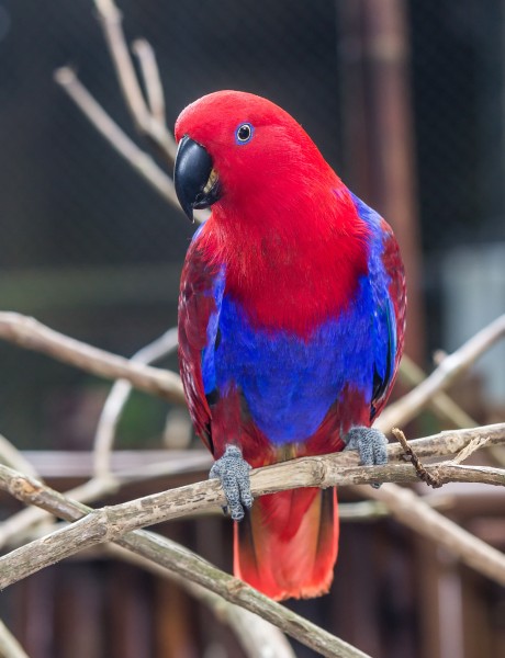 Eclectus parrot (Eclectus roratus) female, Gembira Loka Zoo, Yogyakarta, 2015-03-15 01