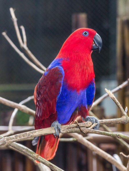 Eclectus parrot (Eclectus roratus) female, Gembira Loka Zoo, Yogyakarta, 2015-03-15 03