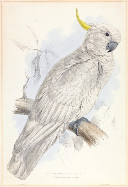 Edward Lear - Plyctolophus Galeritus. Greater Sulphur-crested Cockatoo. - Google Art Project