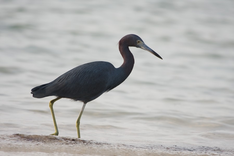 Egretta caerulea 9455