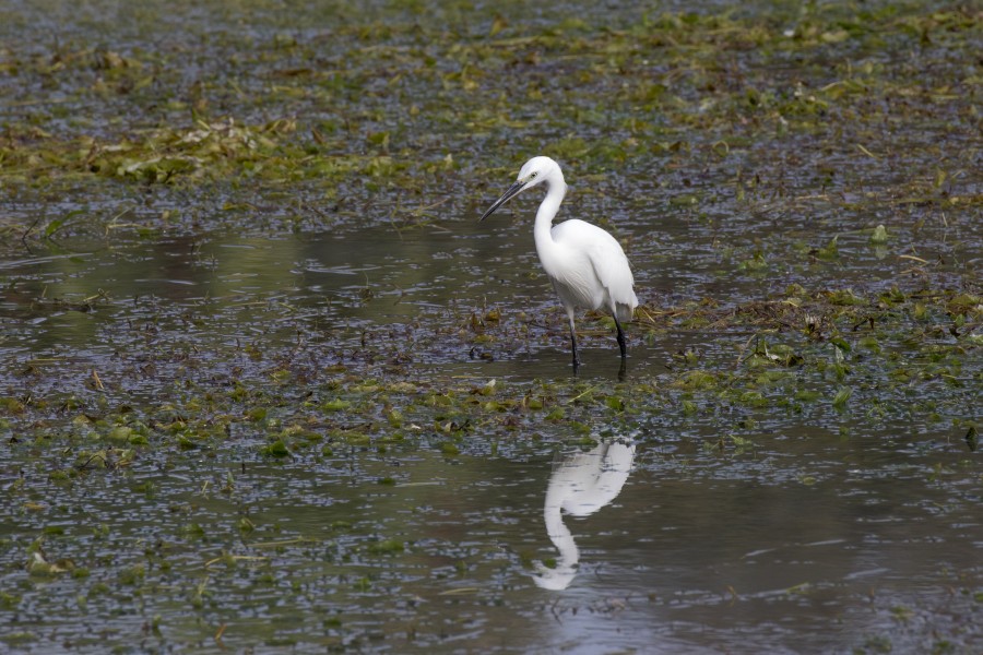 Egretta garzetta - Little egret, Adana 2016-11-12 12-21