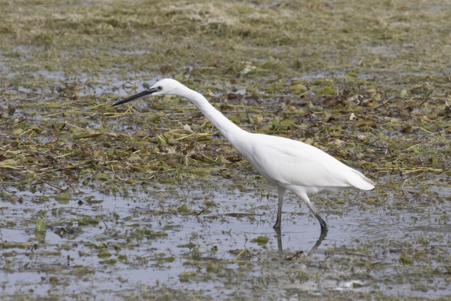 Egretta garzetta - Little egret, Adana 2016-11-12 12-27