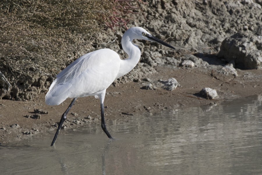 Egretta garzetta - Little Egret, Mersin 2016-11-19 01-1