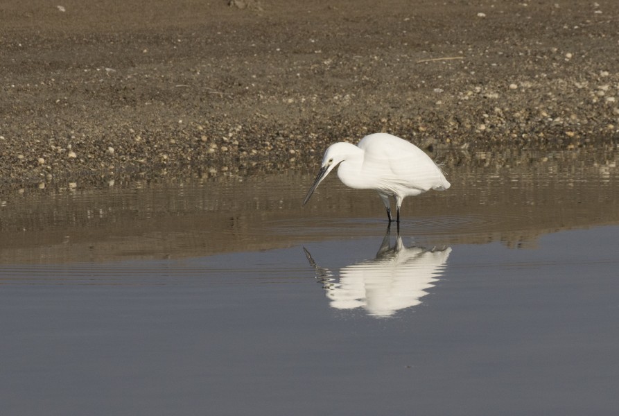 Egretta garzetta - Little Egret, Mersin 2016-12-11 01-1