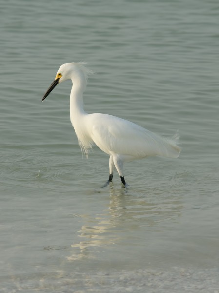 Egretta thula (hunting)