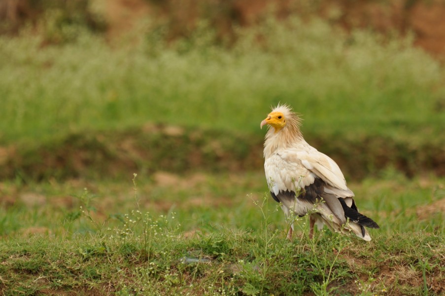 EgVulture DSC 0734