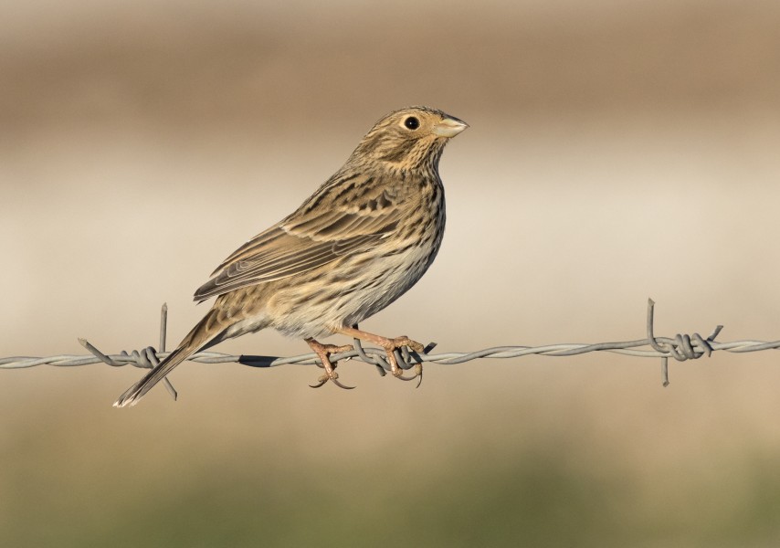 Emberiza calandra - Corn Bunting, Kahramanmaraş 2016-11-18 02-3