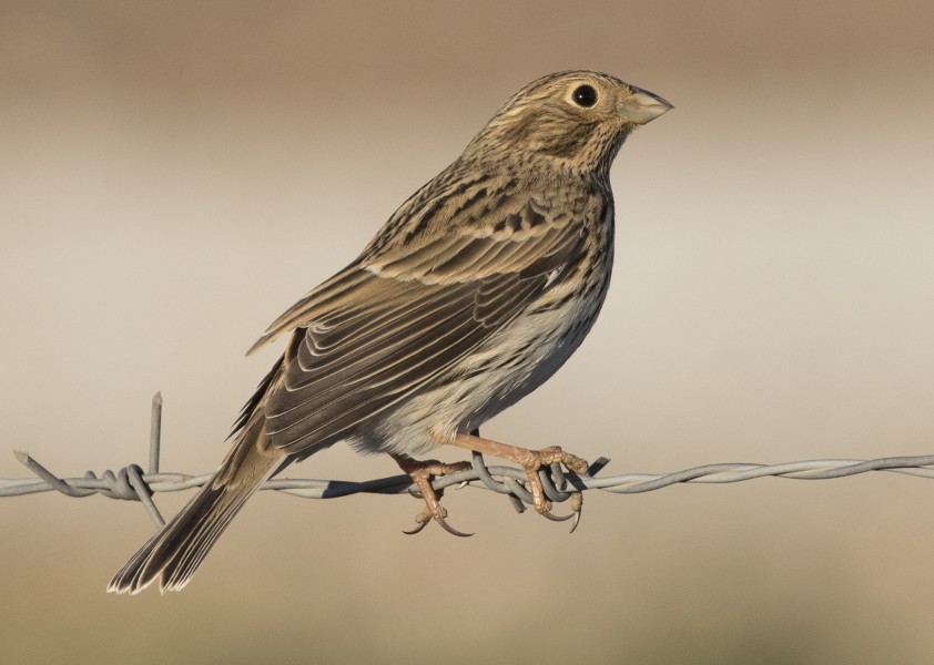 Emberiza calandra - Corn Bunting, Kahramanmaraş 2016-11-18 03-4