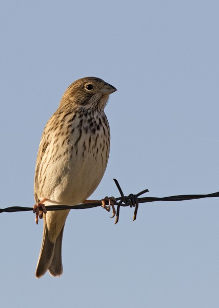 Emberiza calandra - Corn Bunting, Kahramanmaraş 2016-11-18 04-0