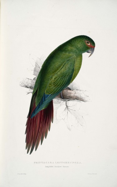 Enicognathus leptorhynchus -Psittacara leptorhyncha Long-billed Parrakeet-Maccaw -by Edward Lear 1812-1888