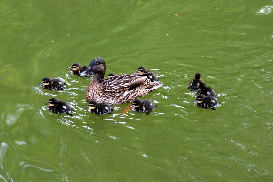 Ente001