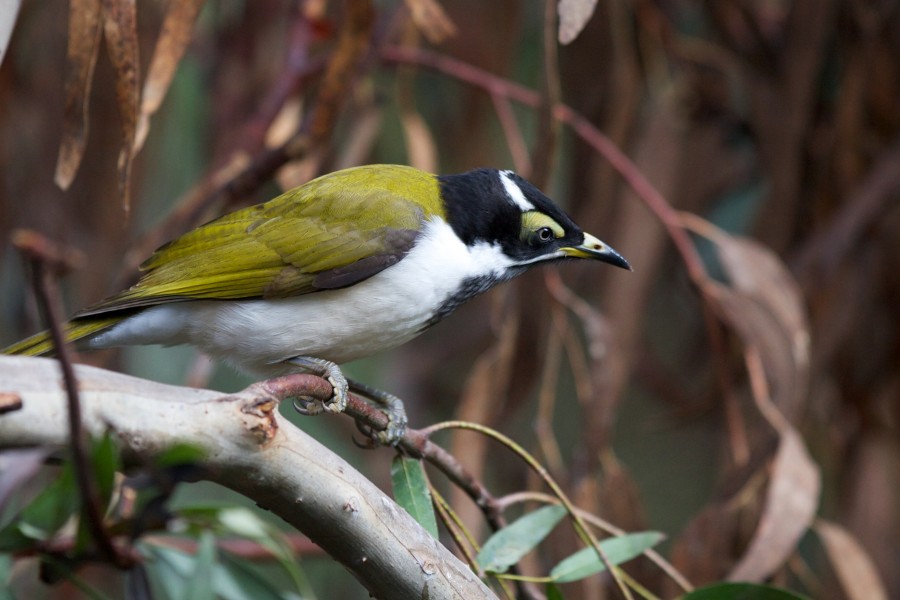 Entomyzon cyanotis -Healesville Sanctuary, Victoria, Australia -juvenile-8a (1)