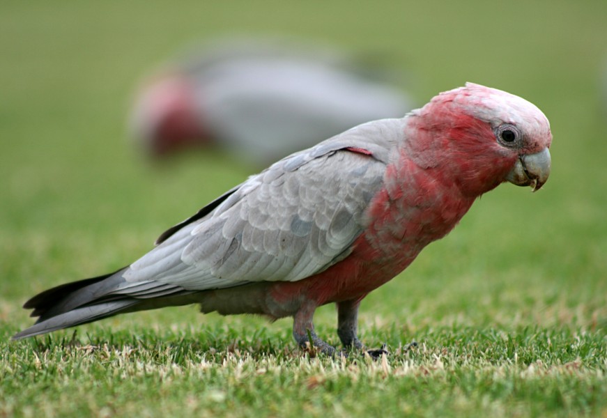 Eolophus roseicapilla