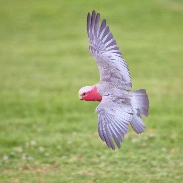 Eolophus roseicapilla in flight, Albury NSW