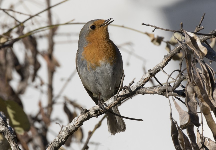 Erithacus rubecula - European robin, Adana 2016-12-10 03-1