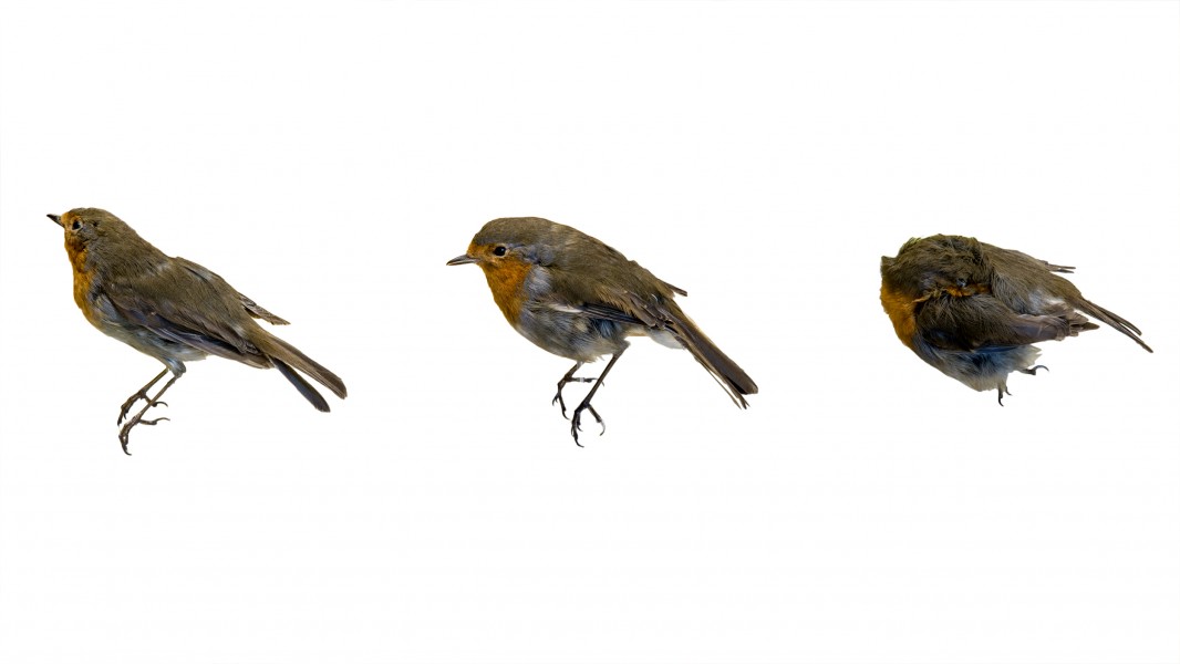 Erithacus rubecula - MUSE