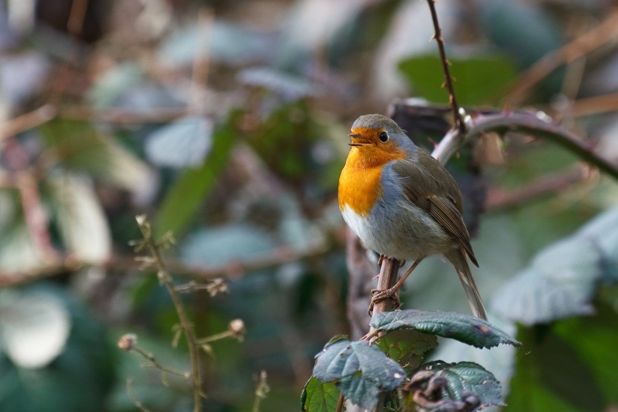 Erithacus rubecula blackberry twig