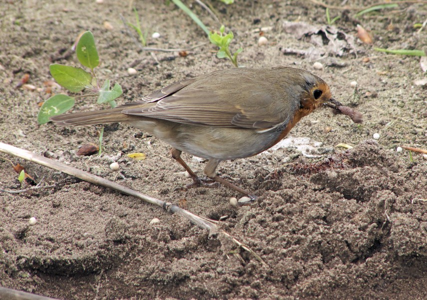 Erithacus rubecula with earthworm, Roodborstje met regenworm (2)