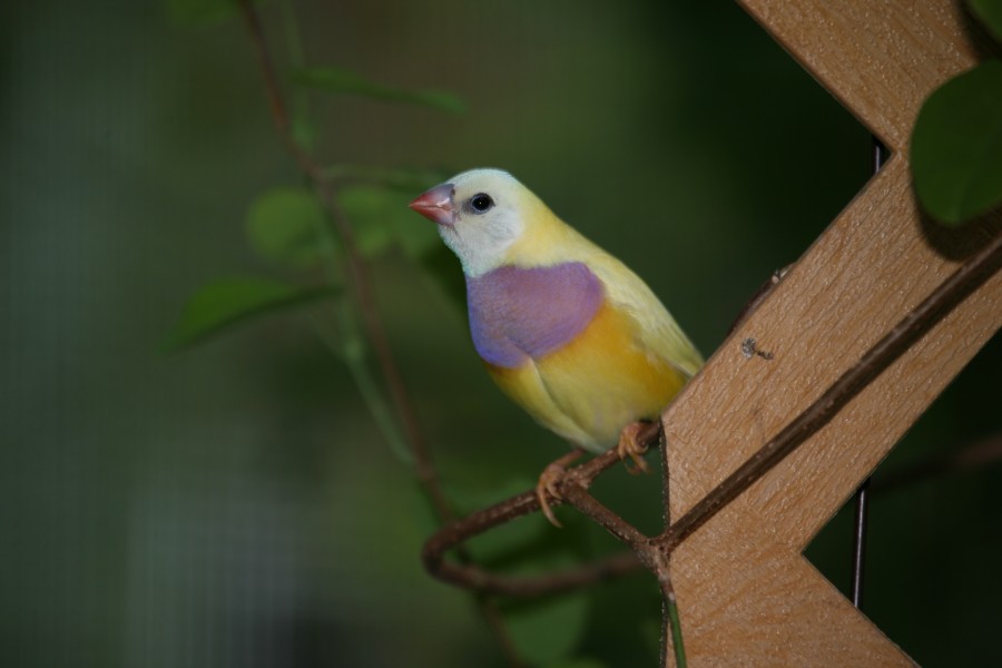 Erythrura gouldiae -captive -juvenile-6a
