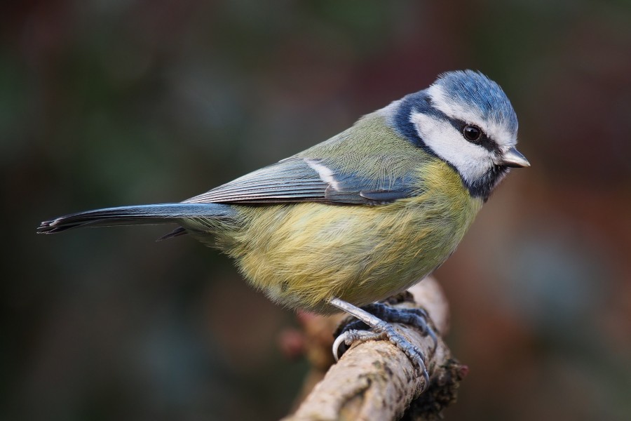 Eurasian blue tit Lancashire 2