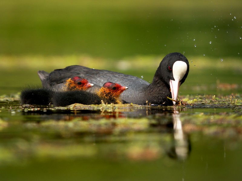 Eurasian Coot (Fulica atra), Parc de Woluwé, Bruxelles (14342830030)