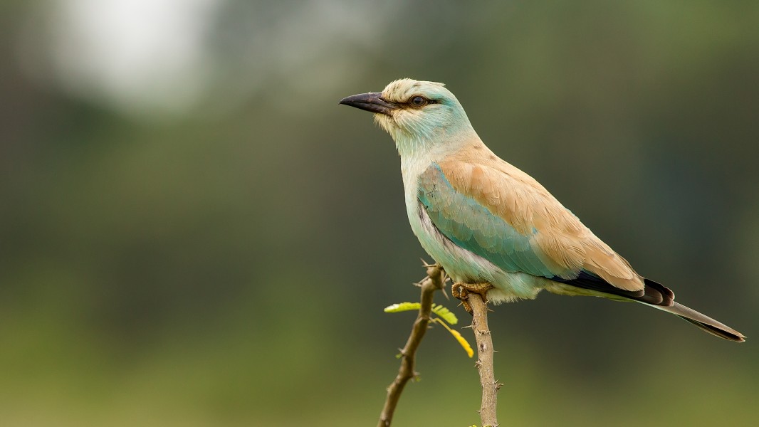 Eurasian Roller