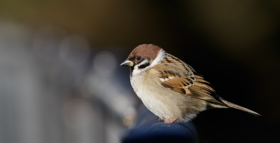 Eurasian tree sparrow at Tennōji Park in Osaka, December 2015