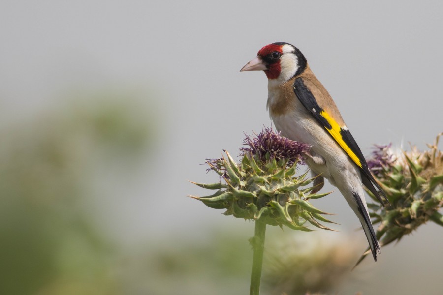 European goldfinch (Carduelis carduelis), Israel 04
