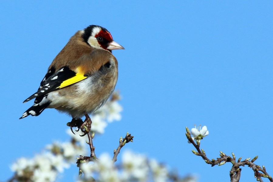 European goldfinch (Carduelis carduelis) adj